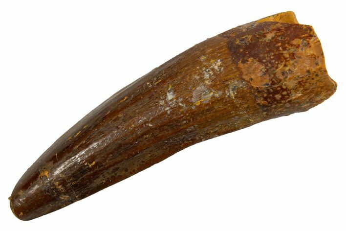 Fossil Spinosaurus Tooth - Real Dinosaur Tooth #326236